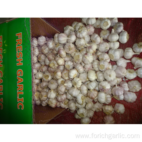 Normal Garlic In Size 5.0